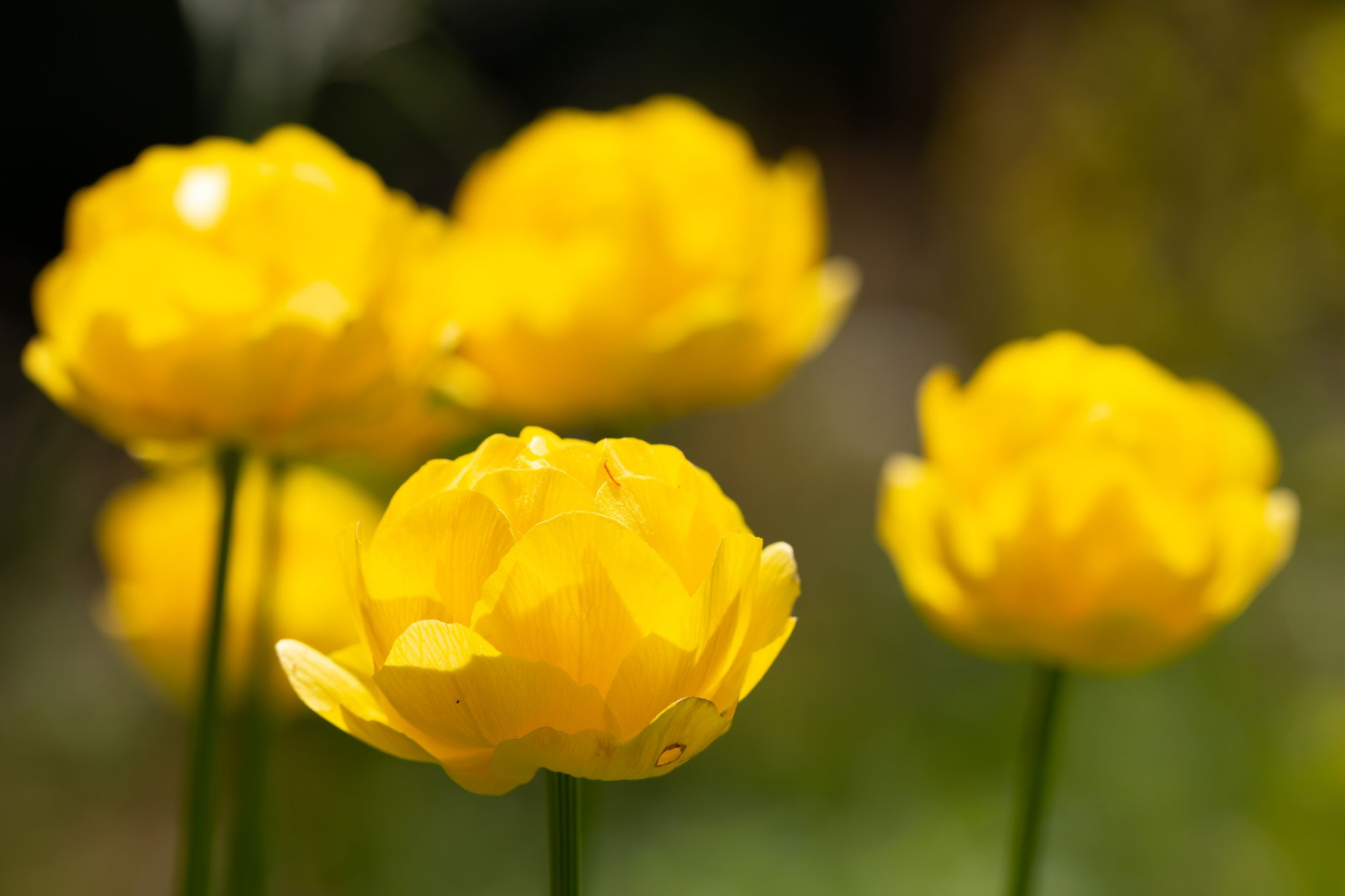 IMG 0440 Enhanced NR copy